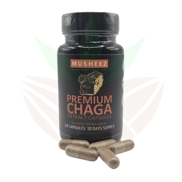 champignons adaptogènes chaga de musheez